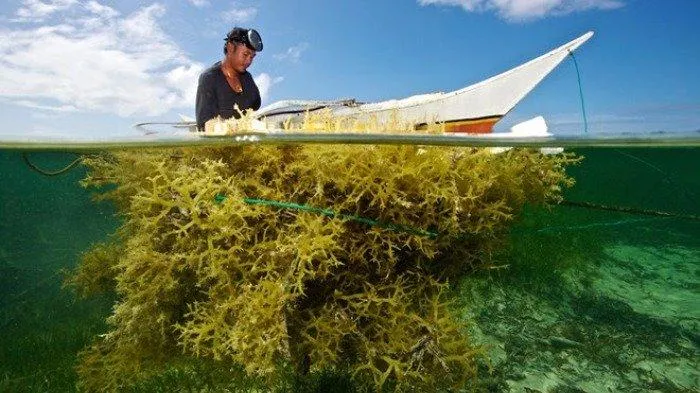Indonesia Continues to Pursue Ideal Seaweed Export Ratio